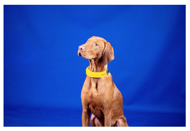 Smart Dog Collar :  Un collier biométrique pour les chiens