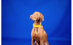 Smart Dog Collar :  Un collier biométrique pour les chiens