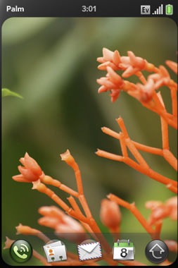 OrangeFlowers.jpg